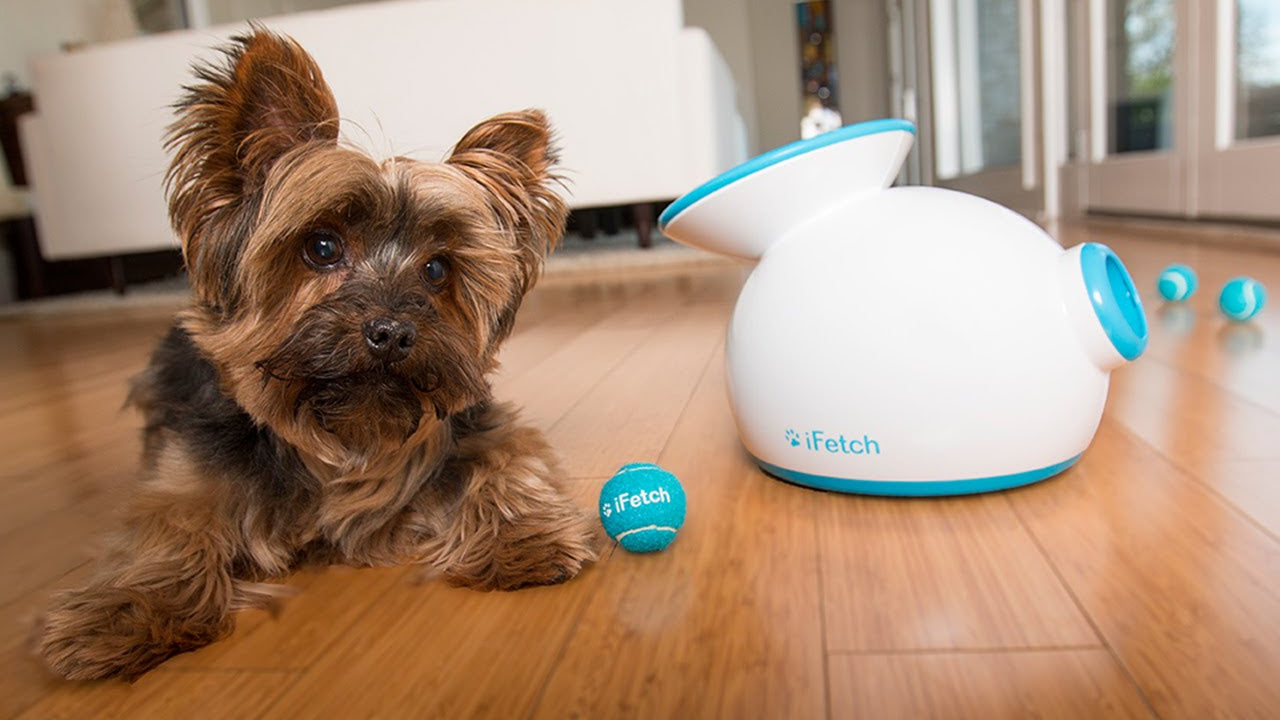 Must-Have Pet Supplies